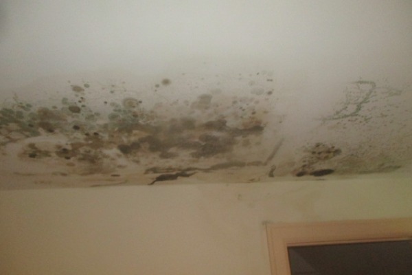 What to Wear Before Entering a Home or Building with Mold Damage